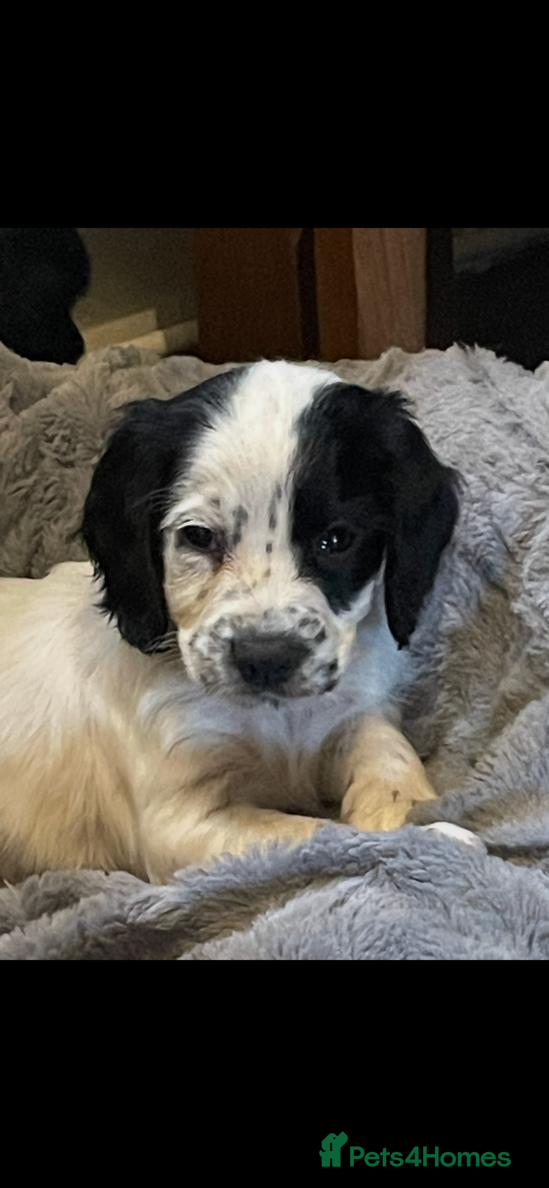 Cocker Spaniel dogs for sale: KC Registered Cocker Spaniels  - Image 1