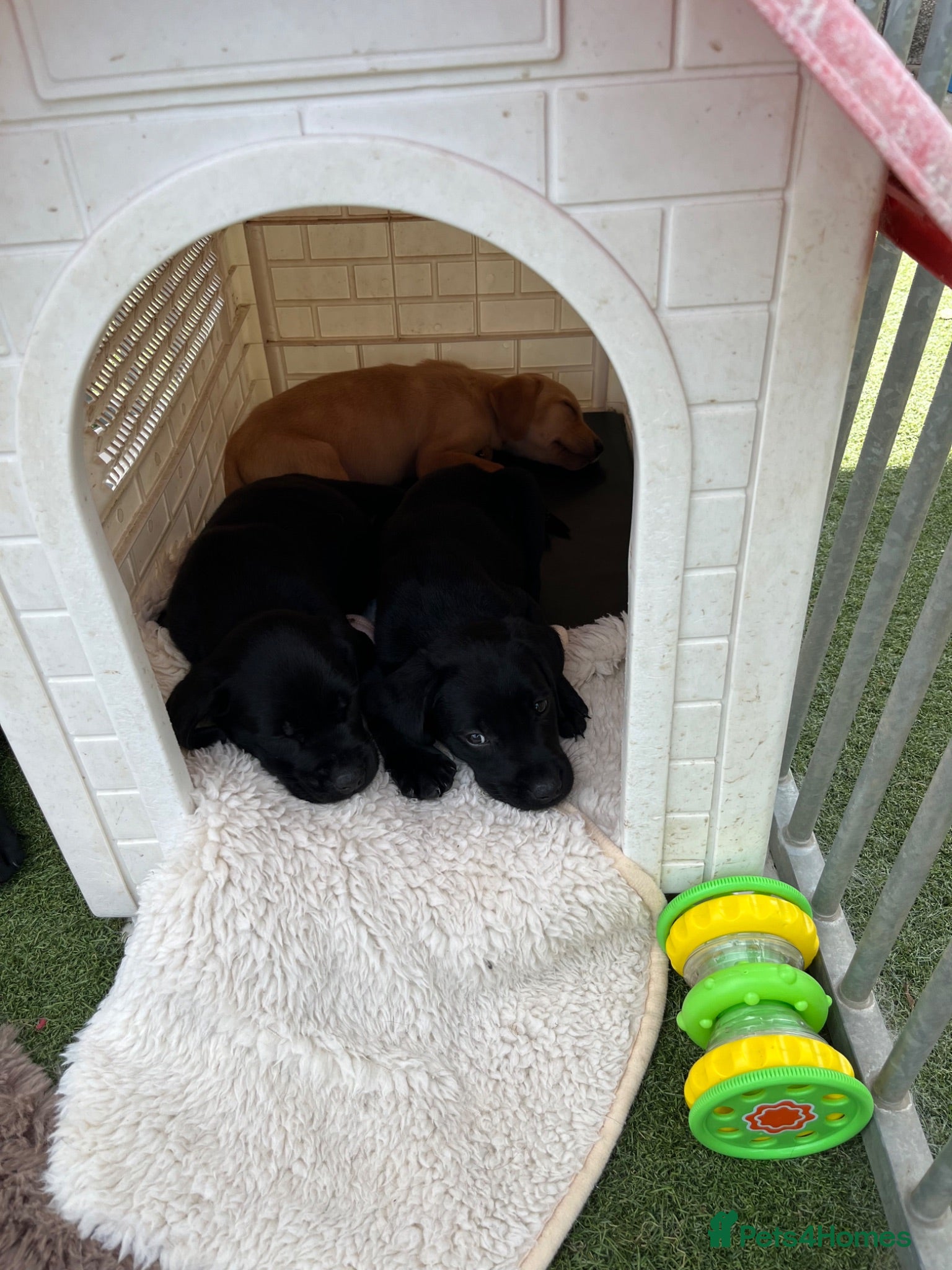 Labrador Retriever dogs Lovely and Lively Labrador Puppies for sale - Advert 2