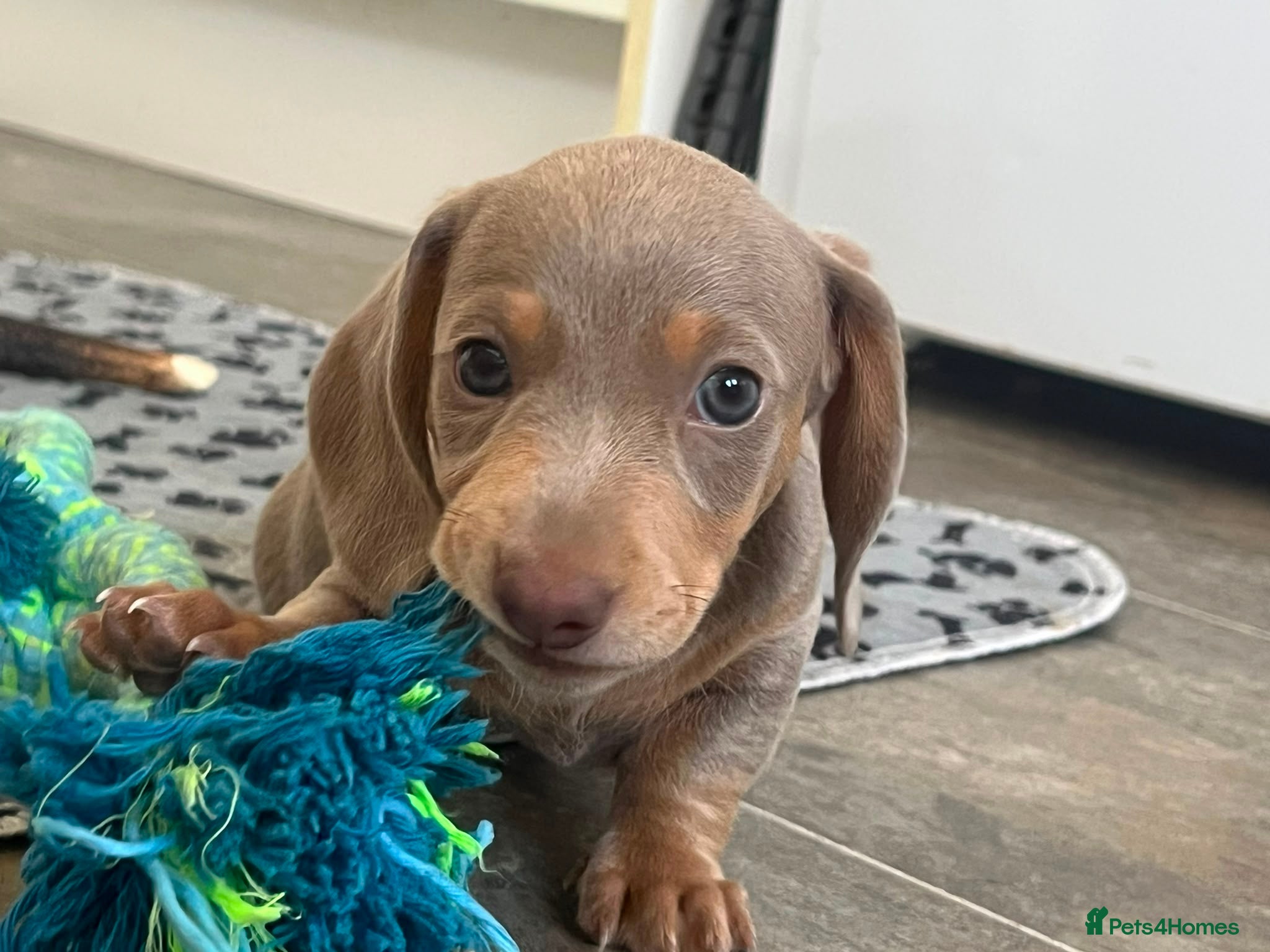 Miniature Dachshund dogs KC Reg Miniature Dachshund Puppies For Sale - Advert 2