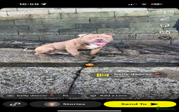 Mixed Breed dogs for sale: Pocket bully male  - Image 6