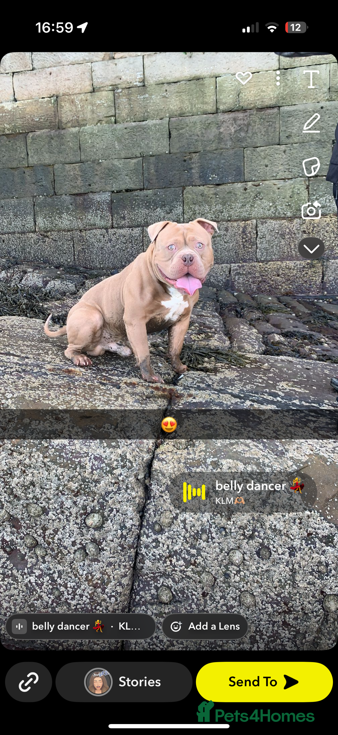 Mixed Breed dogs for sale: Pocket bully male  - Image 6