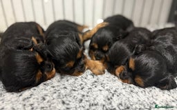 Cavalier King Charles Spaniel dogs for sale: KC REGISTERED GORGEOUS BLACK & TAN PUPPYS  - Image 5