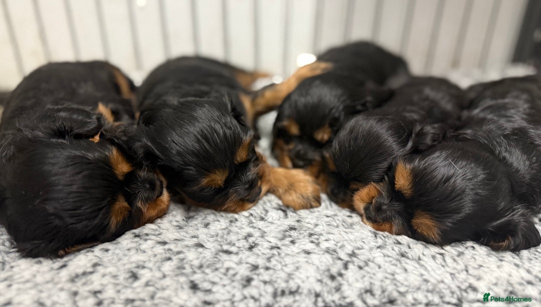Cavalier King Charles Spaniel dogs for sale: KC REGISTERED GORGEOUS BLACK & TAN PUPPYS  - Image 5
