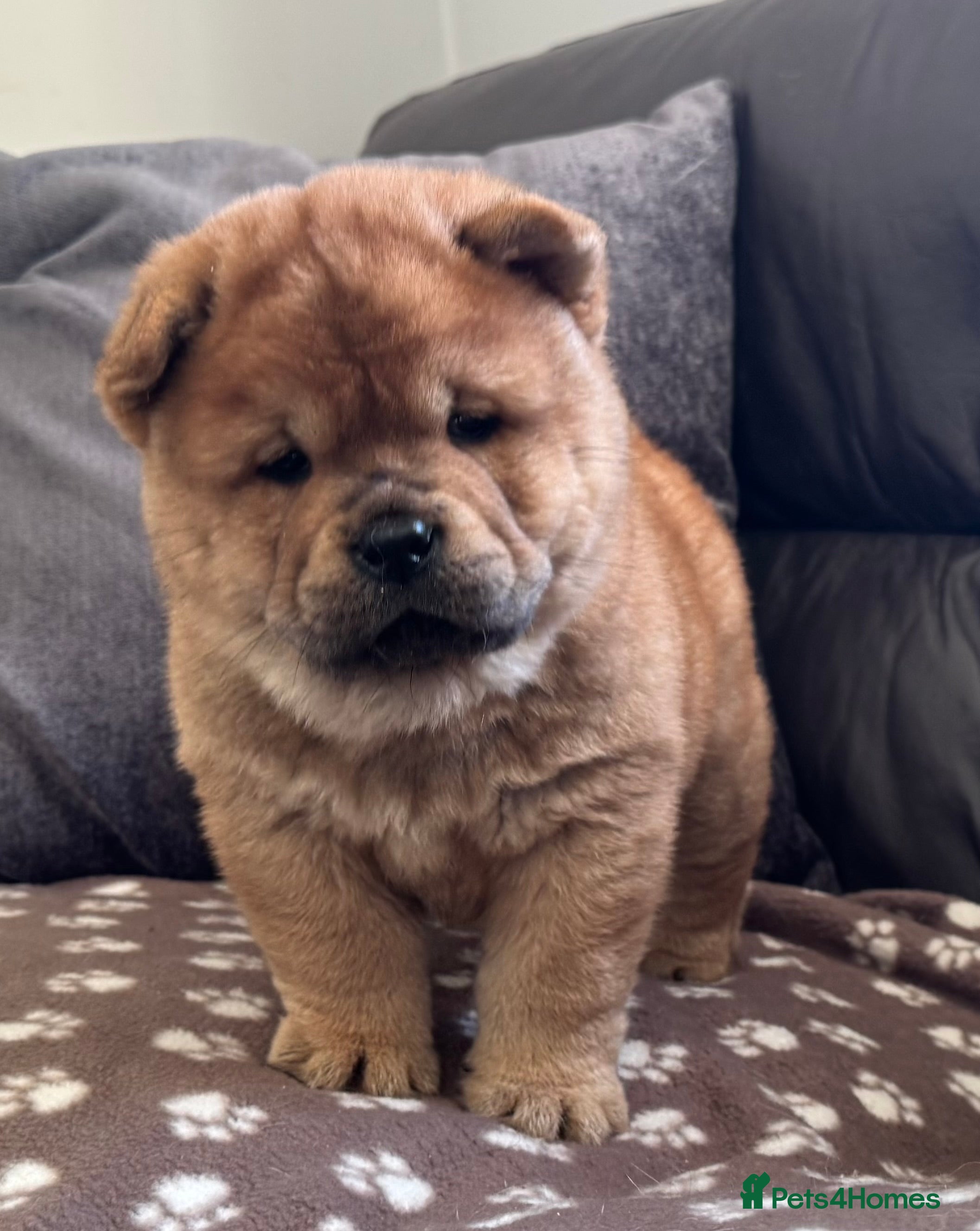 Chow Chow dogs Meet Buddy - the most stunning red smooth - Advert 1