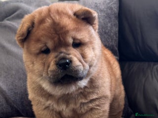 Chow Chow dogs Meet Buddy - the most stunning red smooth - Advert 1