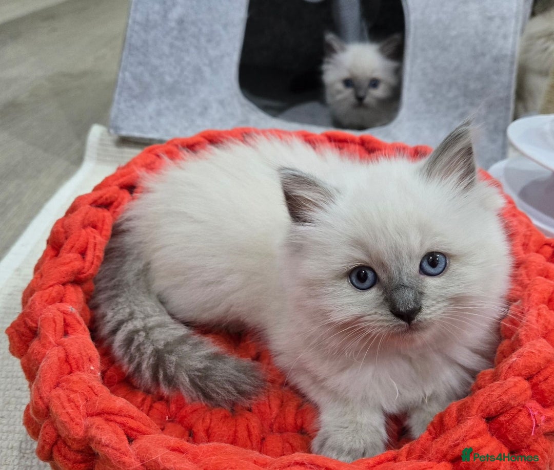 Ragdoll cats for sale:  beautiful Rag doll kittens raised at home - Image 8