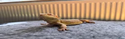 Bearded Dragon reptiles for sale: 7 Month Old Bearded Dragon & Full Set Up - Advert 4