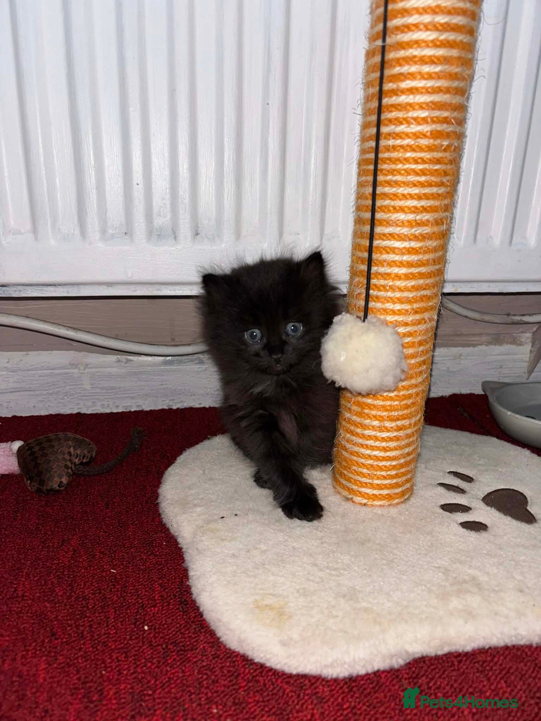 Mixed Breed cats for sale: One beautiful female kitten remaining  - Advert 2