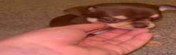 Chihuahua dogs for sale: Beautiful chihuahuas  - Advert 1