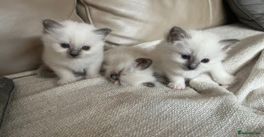 Birman cats - Advert 1