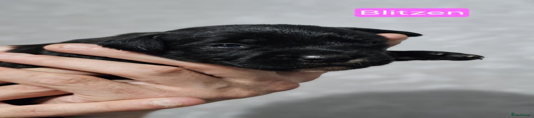 BLITZEN