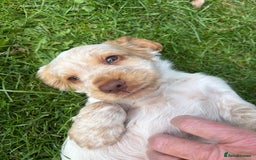 Cocker Spaniel dogs for sale: Stunning show cocker spaniels  - Image 1