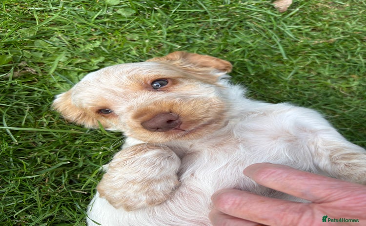 Cocker Spaniel dogs - Advert 1