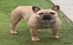 French Bulldog dogs for sale: Beautiful litter of 5 french bulldogs for sale  - Image 3