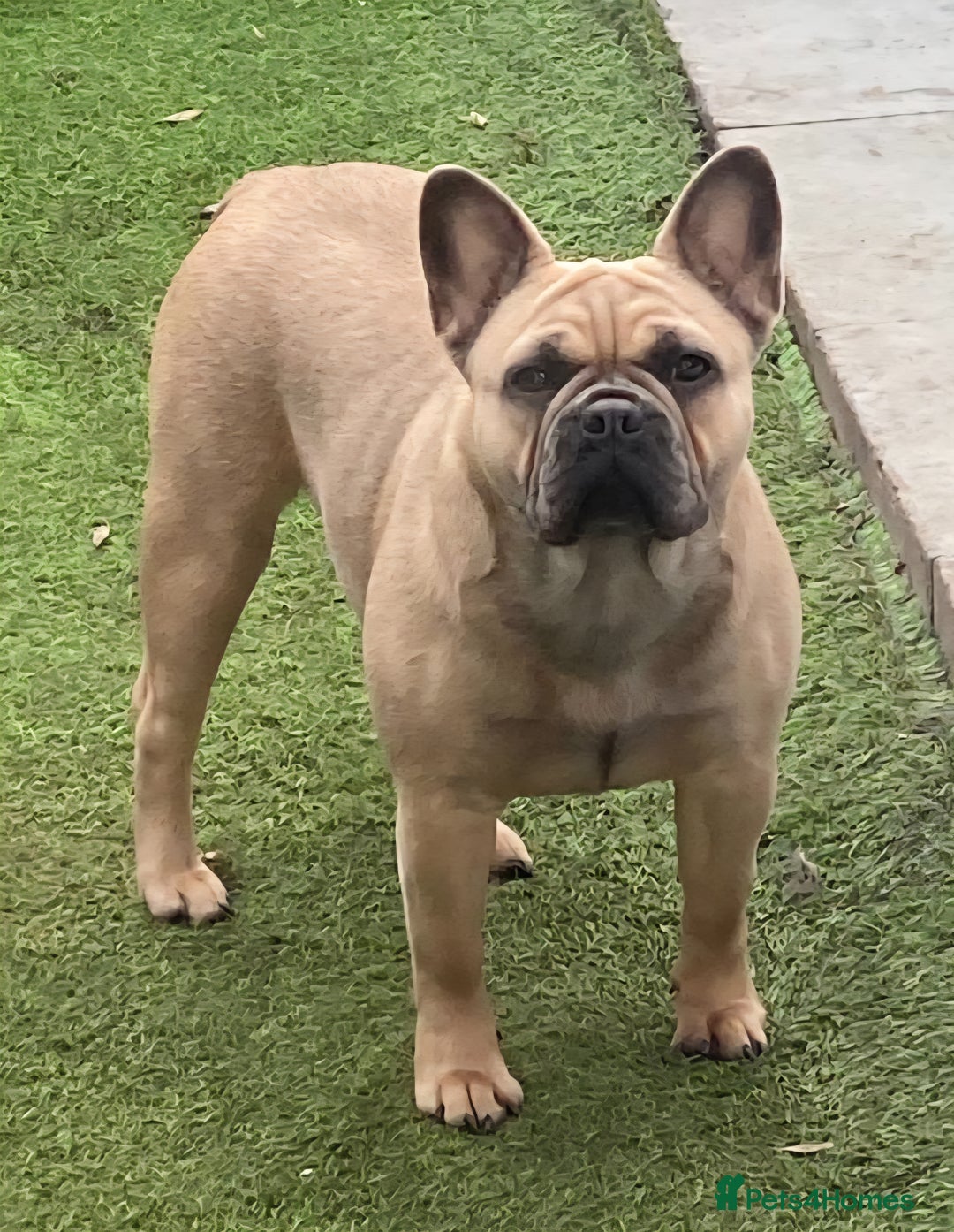 French Bulldog dogs for sale: Beautiful litter of 5 french bulldogs for sale  - Image 3