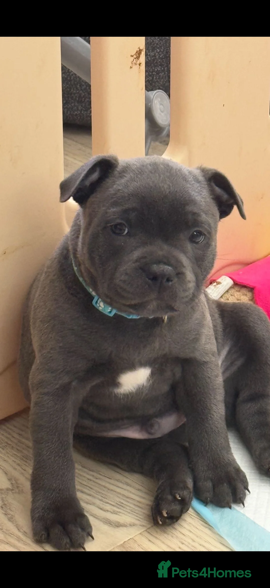 Staffordshire Bull Terrier dogs for stud: BILL - BLACK CHAMPION - BLUE GENE  - Advert 25