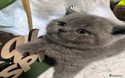 British Shorthair cats for sale: British Shorthair Kittens - Image 3