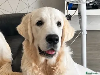 Golden Retriever dogs Kc golden retriever - Advert 3