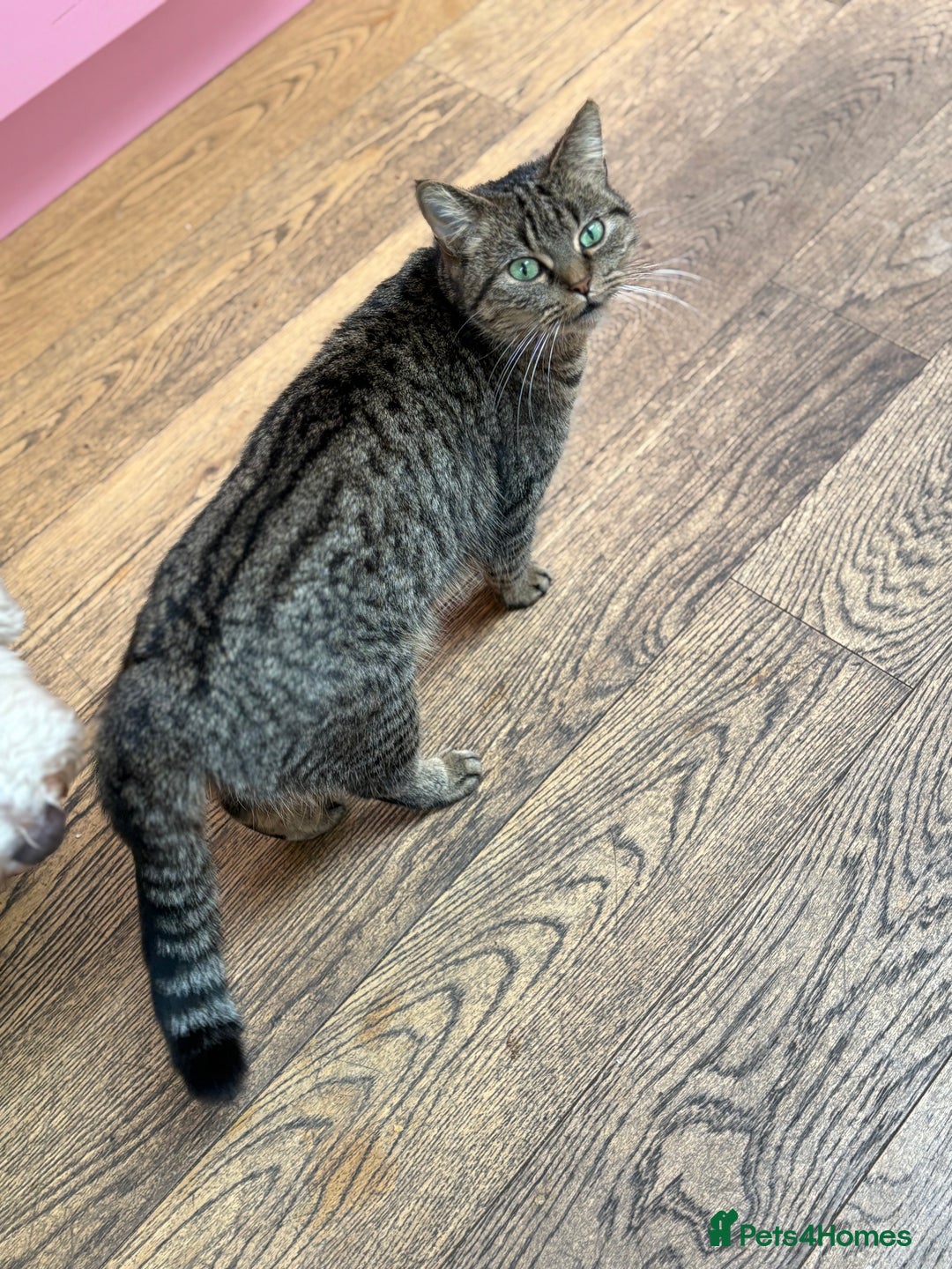 British Shorthair cats for sale: 2 kittens ready now… - Advert 1