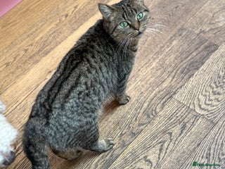 British Shorthair cats 2 kittens ready now… - Advert 2