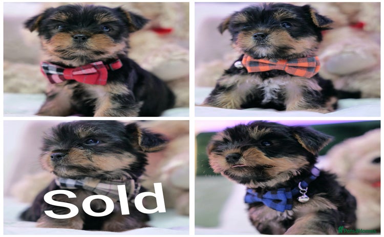 Yorkshire Terrier dogs - Advert 1