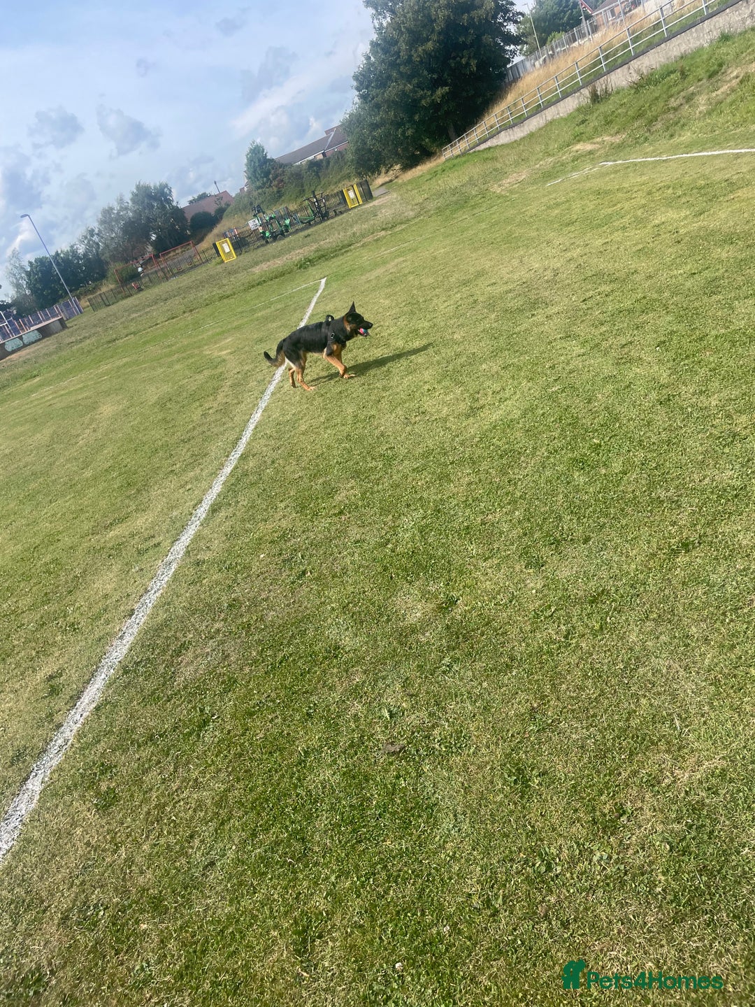 Mixed Breed dogs for sale: German Shepard/ Rottweiler  - Image 3