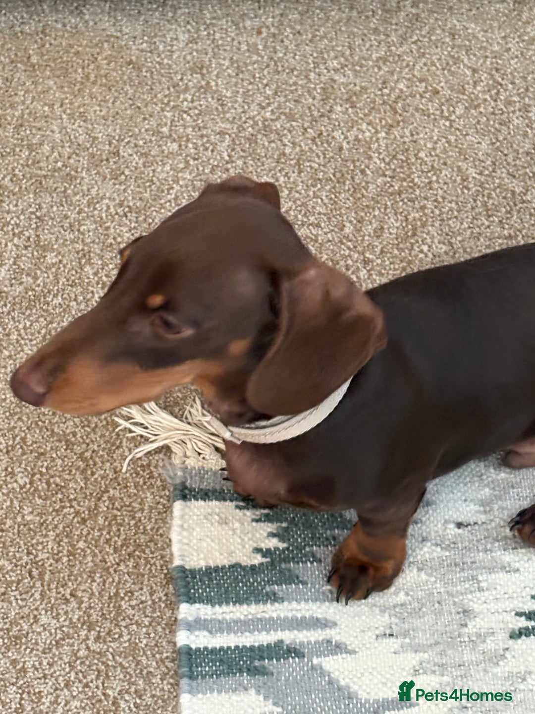 Miniature Dachshund dogs for sale: KC Miniature Dachshund  - Image 6