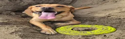 Labrador Retriever dogs for stud: Nacho Labrador Retriever in Scarborough - Advert 4