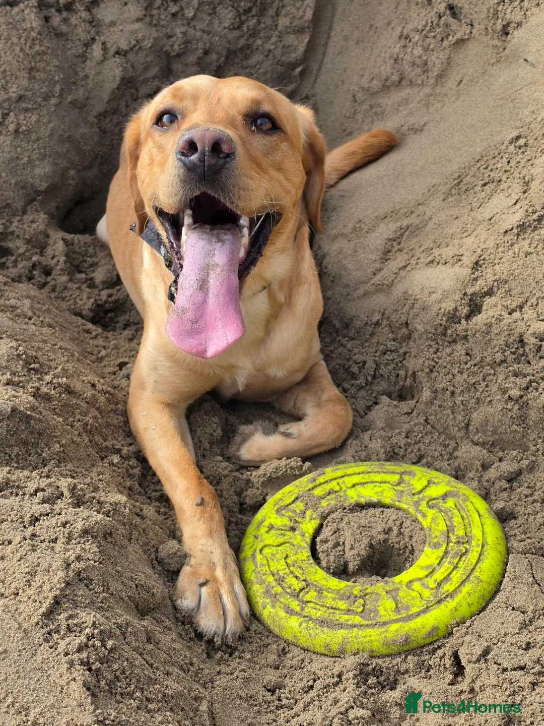 Labrador Retriever dogs for stud: Nacho Labrador Retriever in Scarborough - Advert 4