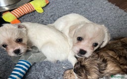 Mixed Breed dogs for sale: Gorgeous little Peekapoo’s - Image 4