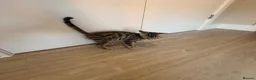 Bengal cats for sale: Bengal kitten  - Advert 2