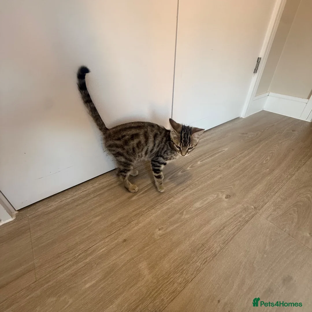 Bengal cats for sale: Bengal kitten  - Advert 2
