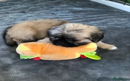 Mixed Breed dogs for sale: ADORABLE LITTER OF SHIH TZU/CHIHUAHUAS - Image 8