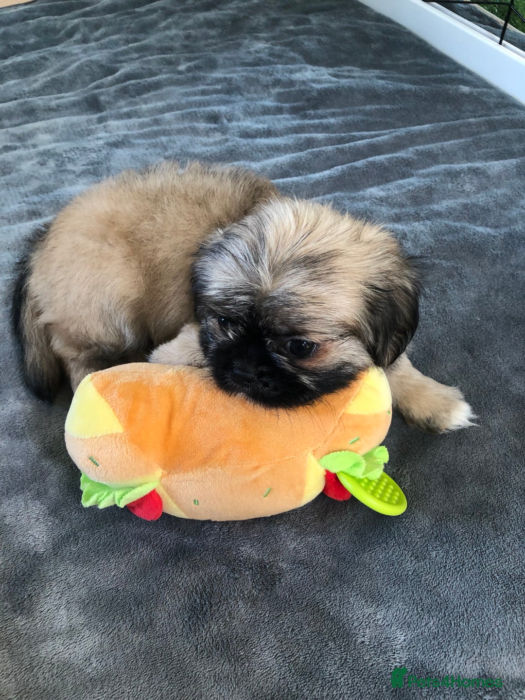 Mixed Breed dogs for sale: ADORABLE LITTER OF SHIH TZU/CHIHUAHUAS - Image 8