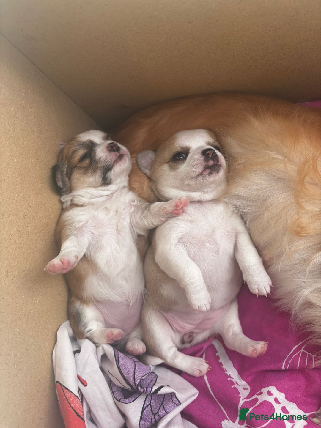 Chihuahua dogs for sale: Beautiful chihuahua girls for sale! - Advert 7