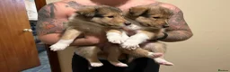 Rough Collie dogs for sale: Rough collie (lassie pups) - Advert 3