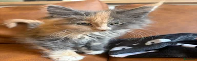 Daphne (ginger and grey)