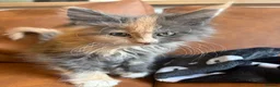 Maine Coon cats for sale: Gorgeous ChampionRussian line XL Mainecoon kittens - Advert 17