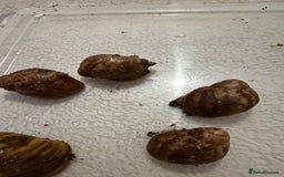 Snails invertebrates for sale: Ovum snails  - Advert 6