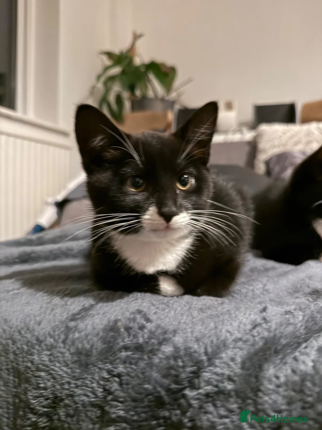 Mixed Breed cats for sale: Little lady looking for a home - Advert 4