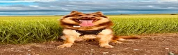 German Shepherd dogs for sale: Pick of the litter izzie and tan GSD girl - Advert 4