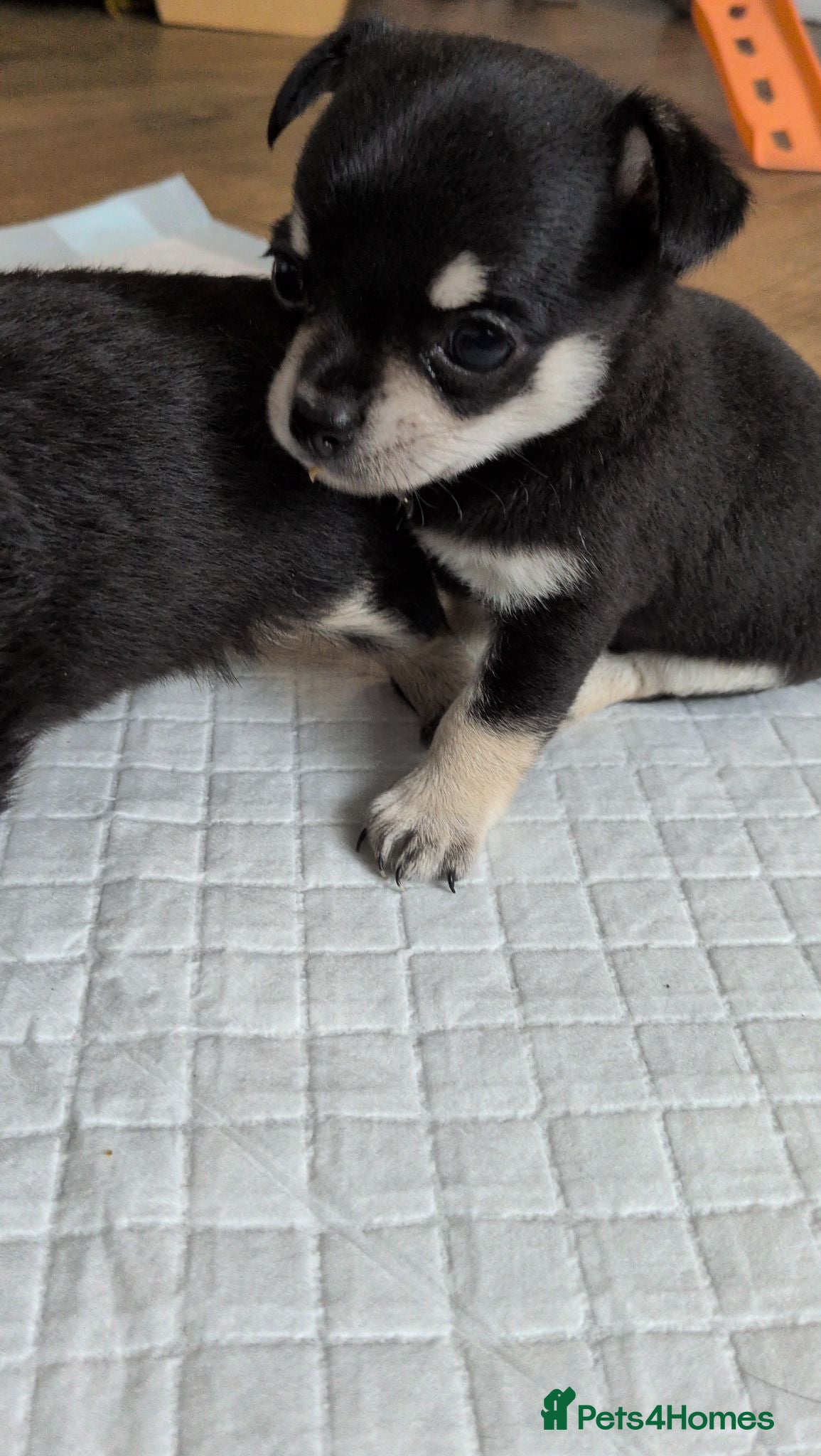 Chihuahua dogs 2 Beautiful Chihuahua pups - Advert 13