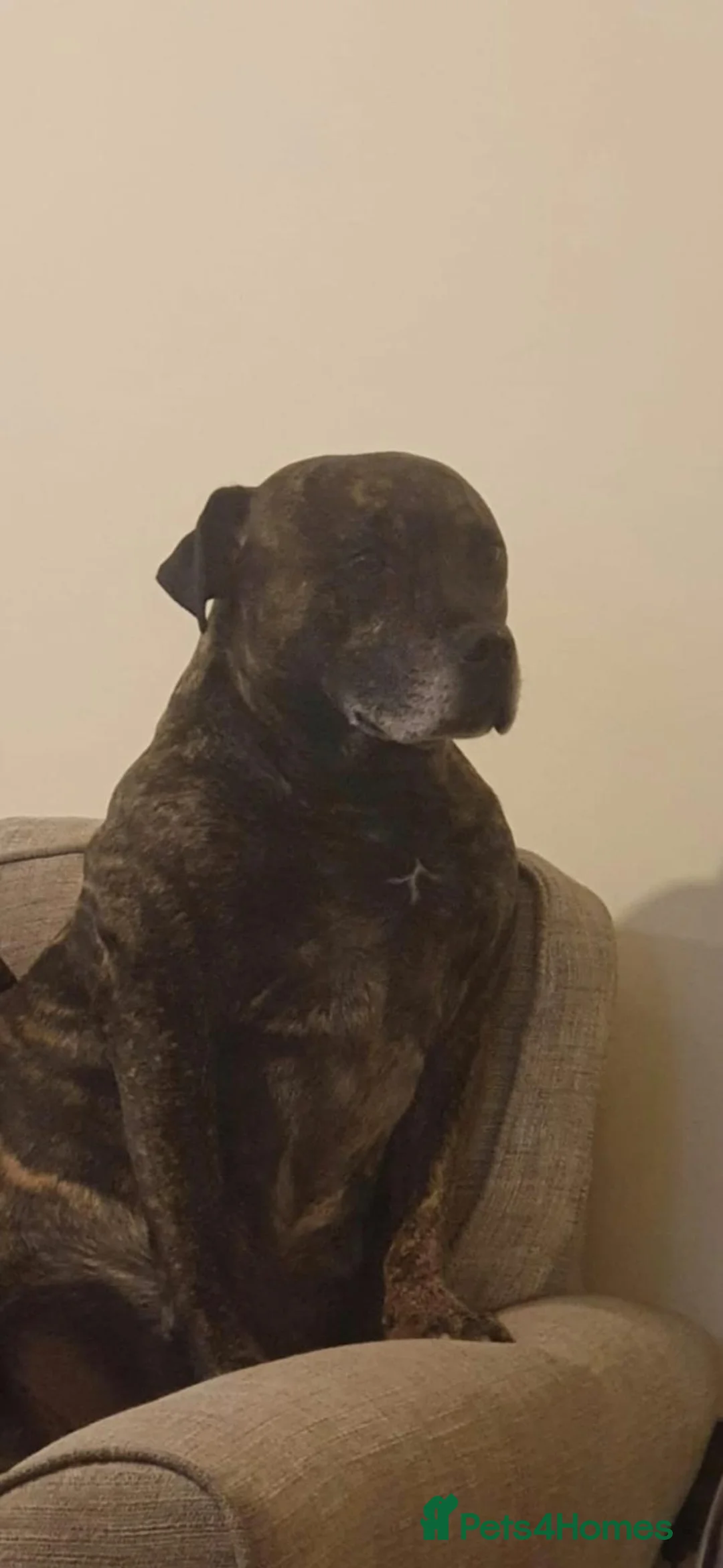 Staffordshire Bull Terrier dogs for sale: Staffordshire bull terrier pups - Advert 13