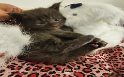 Maine Coon cats for sale: Mainecoon kittens - Image 10