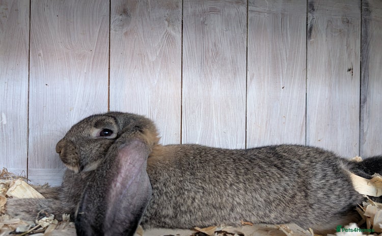 French Lop rabbits - Advert 1