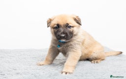 German Shepherd dogs for stud: PROVEN BIG BONED GERMAN SHEPHERD FOR STUD  in Romford - Image 25