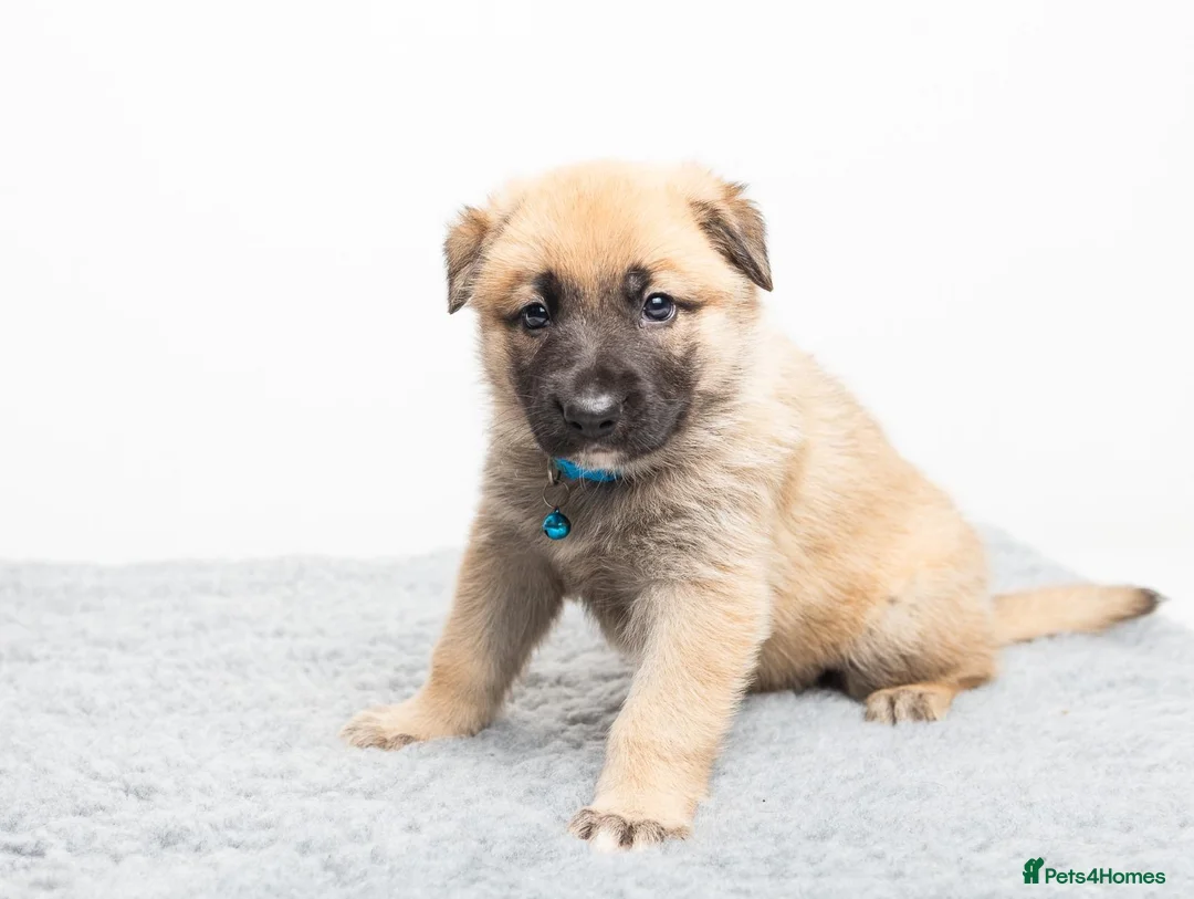 German Shepherd dogs for stud: PROVEN BIG BONED GERMAN SHEPHERD FOR STUD  in Romford - Advert 25