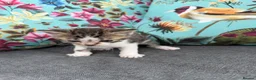 Mixed Breed cats for sale: Beautiful coloured kittens for sale  - Advert 5