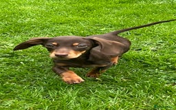 Miniature Dachshund dogs for sale: Miniature Dachshund Boys and Girls - Image 19