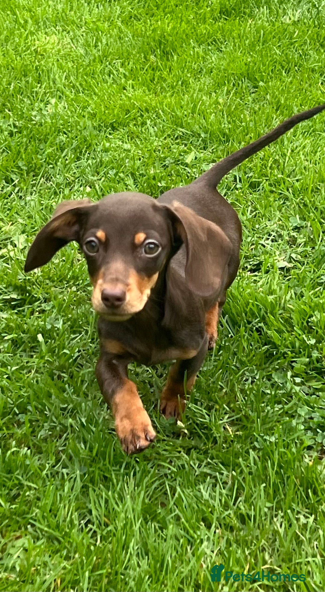 Miniature Dachshund dogs for sale: Miniature Dachshund Boys and Girls - Image 19